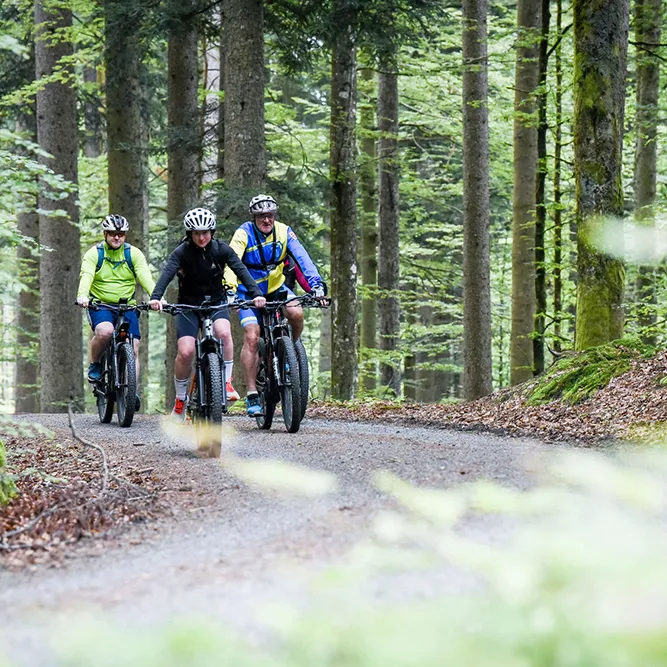 Aktiv in der Natur: Sportliche E-Bike-Tour im Nationalpark-Wald Die Gruppe von Radfahrern genießt eine Fahrt auf einer Sandstraße im Nationalparkgebiet, umgeben von üppiger Natur und ruhiger Waldatmosphäre.