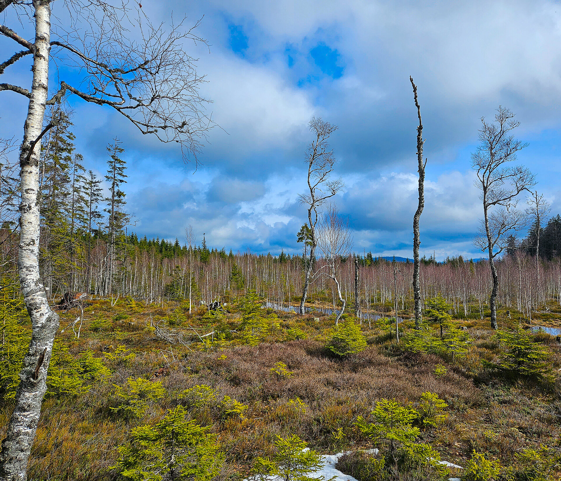 Friedliche frühlingshafte Natur im Finsterauer Moorgebiet Finsterauer Filz
