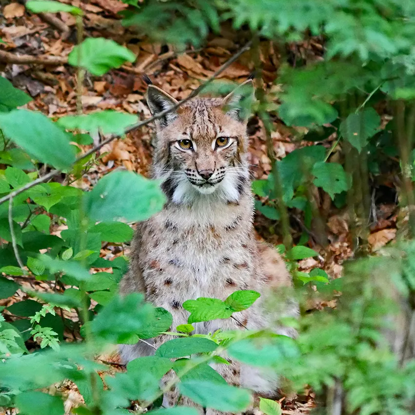 Ein Luchs beobachtet aufmerksam aus dem Dickicht Luchs