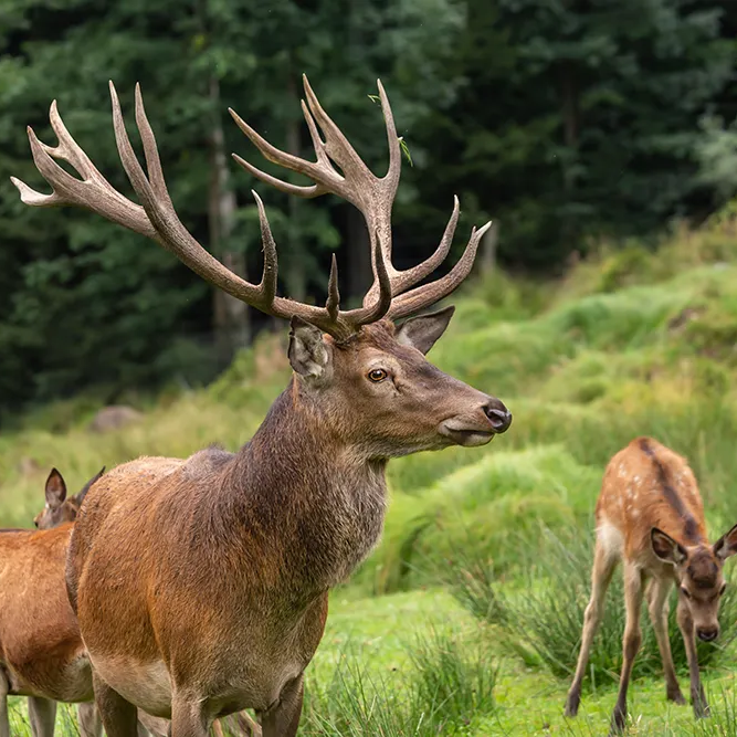 Stolzer Hirsch mit beeindruckendem Geweih auf der Lichtung mit seiner Familie Hirschgehege Scheuereck