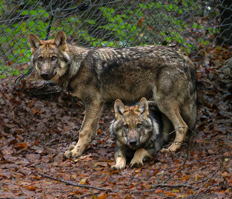 Zwei Wolfsrüden im Gehege bei Neuschönau: Ein Moment der Wachsamkeit Wölfe im Nationalpark Sumava