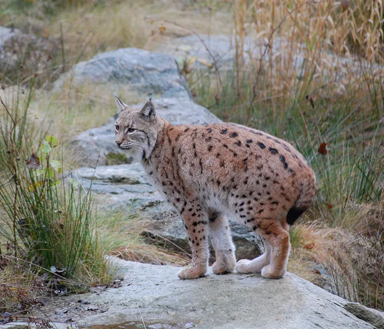 Luchs im Nationalparkzentrum Falkenstein: Ein majestätisches Tier auf Felsen Luchs
