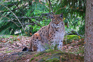 Guided tour: At dusk to wolf and lynx through the animal enclosure