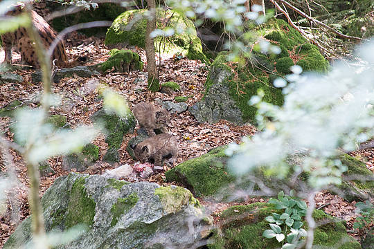 Babyluchse im Nationalpark Bayerischer Wald