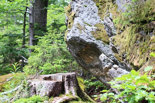 Baumstamm trifft Stein im Felswandergebiet