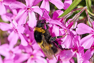 Včelí stezka v Saulornu, Hohenau