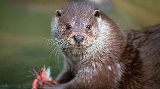 Otter in the Bavarian Forest National Park holiday region