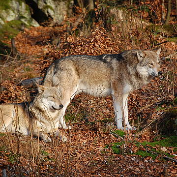 Wölfe im Ludwigsthal