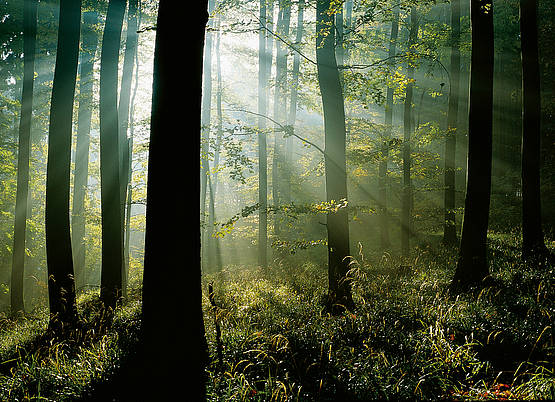 Herbst Wandern Bayerischer Wald