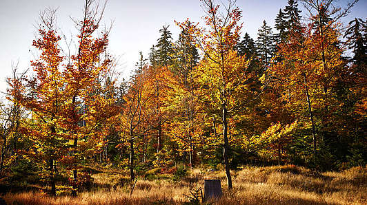Zlatý Bavorský les na podzim