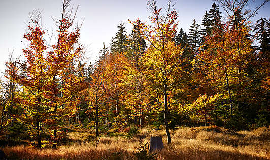 Goldener bayerischer Wald im Herbst