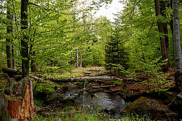 Guided tour: Wild forests on the Sagwasser