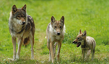 Wölfe in der Wildnis in Niederbayern