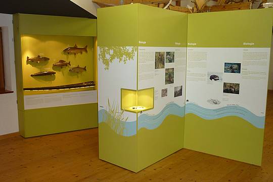 Fische in der Ausstellung in Mauth