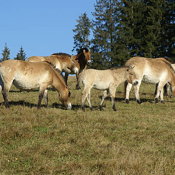 Pferde auf Weide in Lindberg