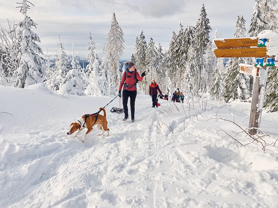 Winterwanderung mit Hund durch frisch verschneite Landschaft Eine Personengruppe mit Hund wandert durch frischen Schnee in der winterlichen Landschaft des Nationalparks Bayerischer Wald