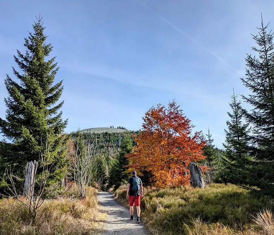 Wanderer auf dem Weg zur sogenannten "Himmelsleiter zum Lusen" im Herbst Auf malerischem Wanderweg schlendert eine Person in roter Shorts in Richtung des Lusengipfels, während die Bäume in leuchtenden Farben erstrahlen.