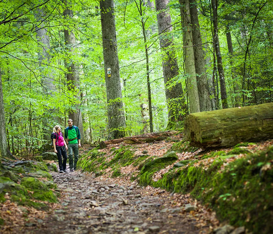 Ein Paar wandert auf einem schmalen Pfad durch wilden Nationalparkwald, umgeben von hohen Bäumen im Frühlingskleid.