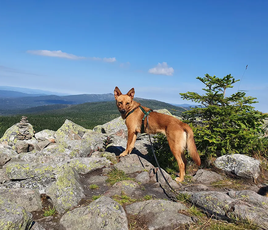 Fellfreund erkundet die den granitenen Gipfel Ein hellbrauner Hund steht auf dem felsigen Gelände am Lusenplateau mit Blick auf die weite, bewaldete Gegend im Nachbarland Tschechien