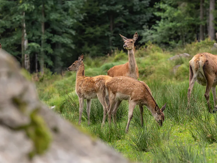 Hirschkühe fressen im hohen Gras, während die sanfte Naturkulisse mit Bäumen und Steinen eine friedliche Atmosphäre schafft.