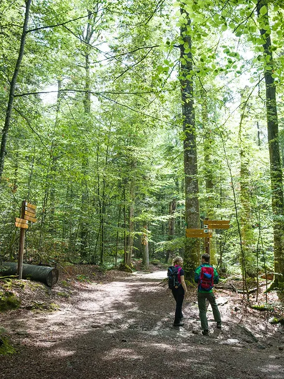 Zwei Wanderer orientieren sich an Wegweisern im grünen Waldidyll Junges Pärchen wandert
