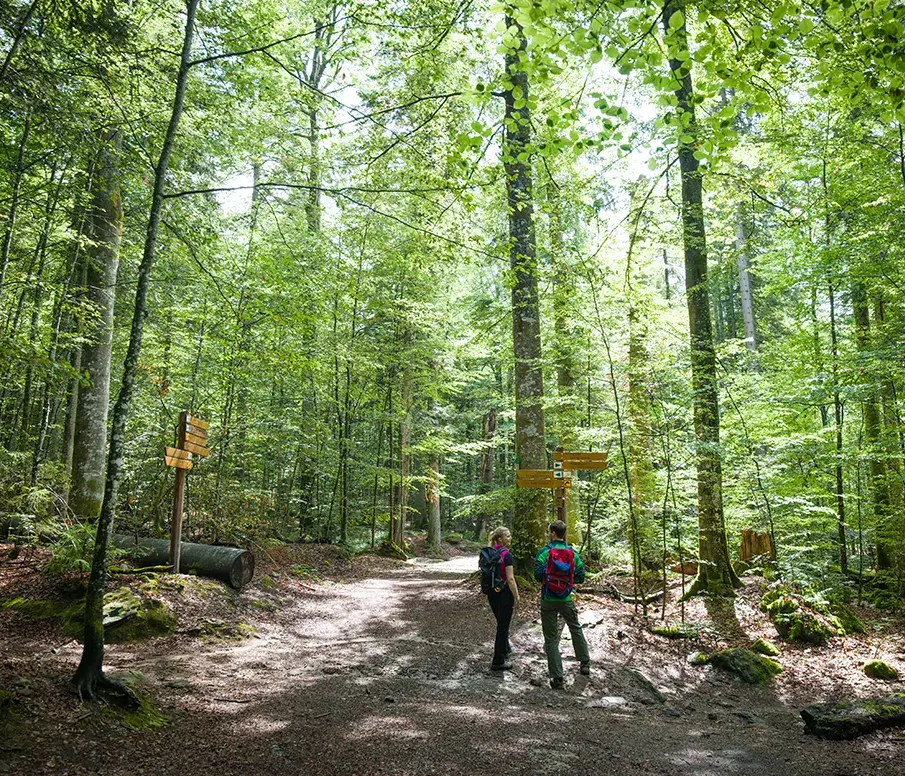 Im frischen Buchenwald wählen zwei Personen an einem Wegweiser ihre Wegrichtung aus.