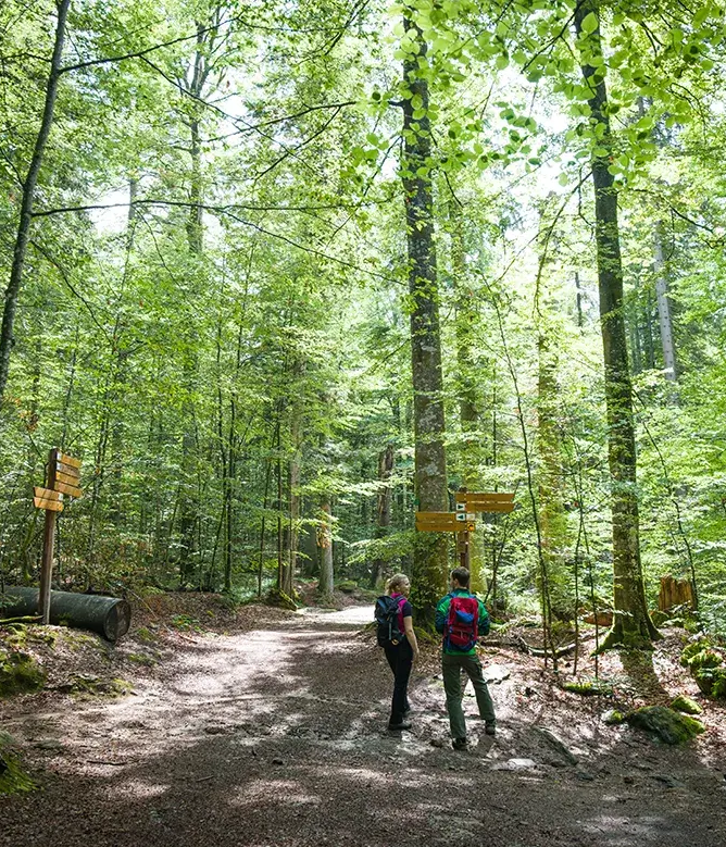 Zwei Wanderer orientieren sich an Wegweisern im grünen Waldidyll Im frischen Buchenwald wählen zwei Personen an einem Wegweiser ihre Wegrichtung aus.