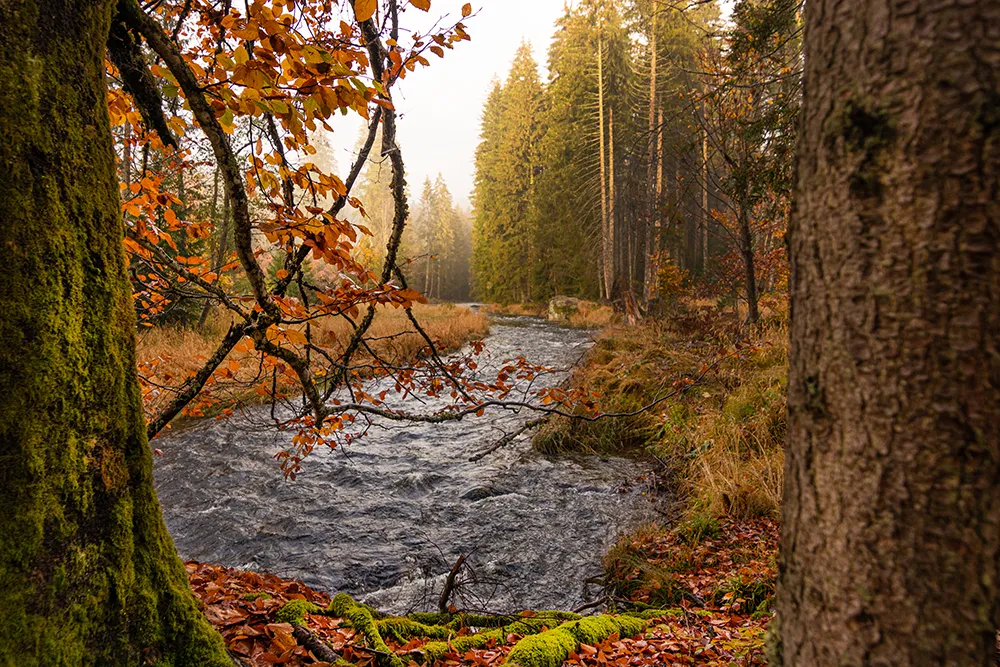 Verzauberter Wald in Herbststimmung am Wasserlauf des Schwarzen Regen Flusswanderweg ganz mystisch im Nebel