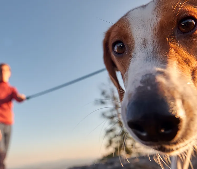 Ein Hund, der von seinem Frauchen an der Leine geführt wird, blickt in die Kamera des Fotografen Hund an der Leine mit Herrchen