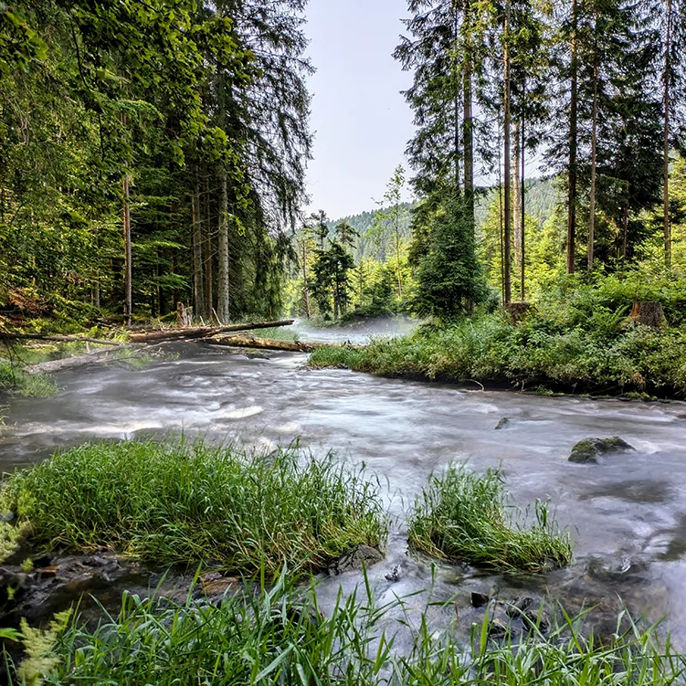 Flusswanderweg am Regen
