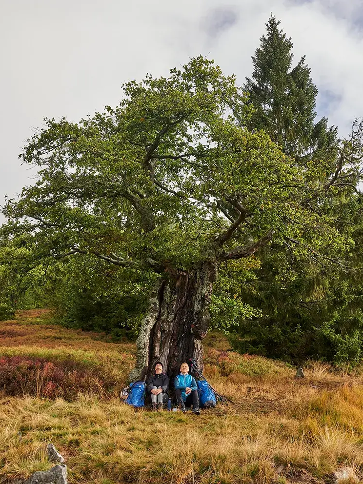 Pärchen hockt unter einem Baum auf einer Schachtenwiese Unter einem monumentalen Schachtenbaum machen es sich zwei Personen mit Rucksäcken gemütlich, inmitten des bunten Grases der ehemaligen Waldweide.