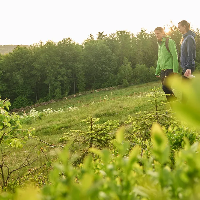 Das junge Pärchen genießen die Natur beim Wandern, während sie auf einem hellgrünen Hügel spazieren, umgeben von frischem Grün und der Ruhe des Waldes.