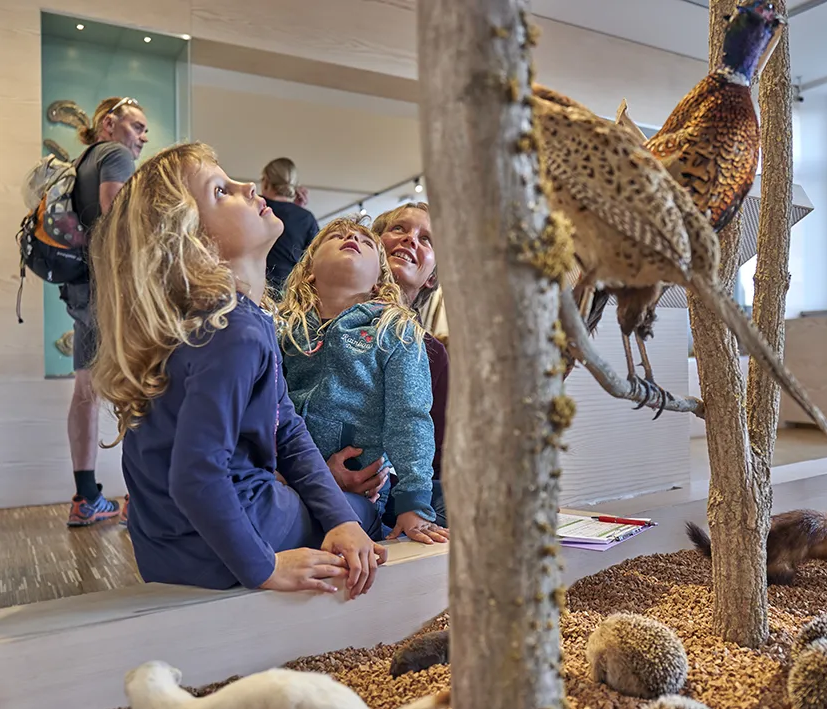 Zwei Kinder und eine Frau betrachten fasziniert lebensechte Fasanexponate im Zwieseler Waldmuseum.