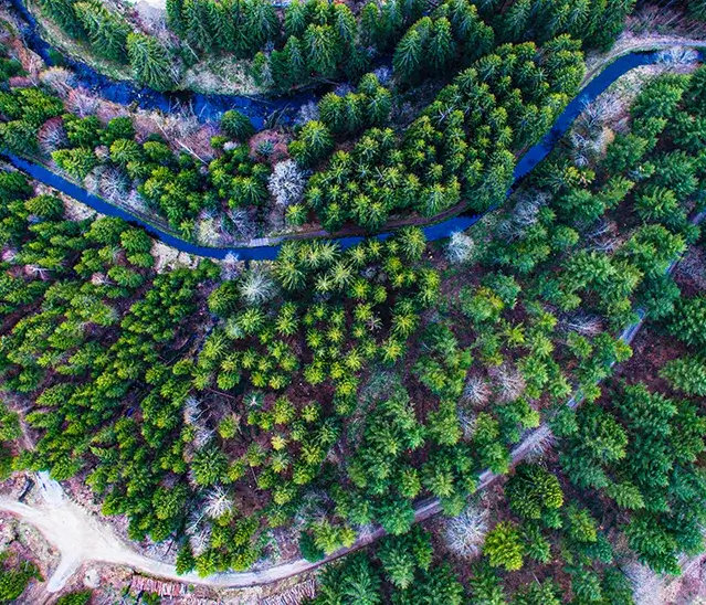 Luftaufnahme des Flusswanderweges am Großen Regen umgeben von dichter Waldlandschaft Eine Luftaufnahme des Flusswanderweges am Großen Regen, wie er sich durch dichten, grünen Wald schlängelt.