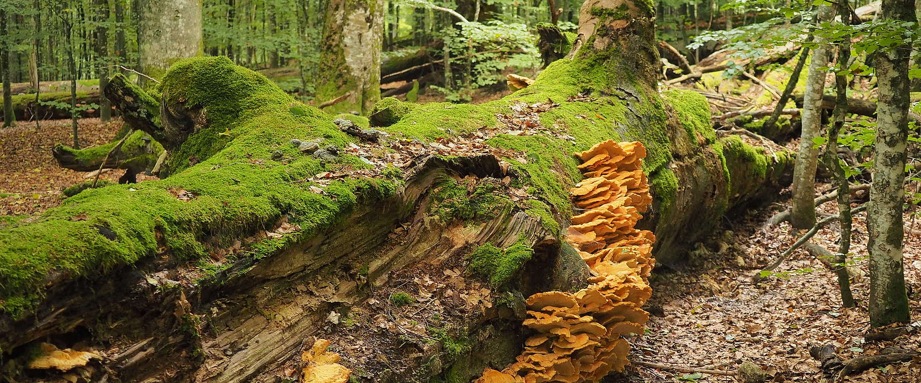 Urwaldgebiet Mittelsteighütte, Foto: Dr. Leibl