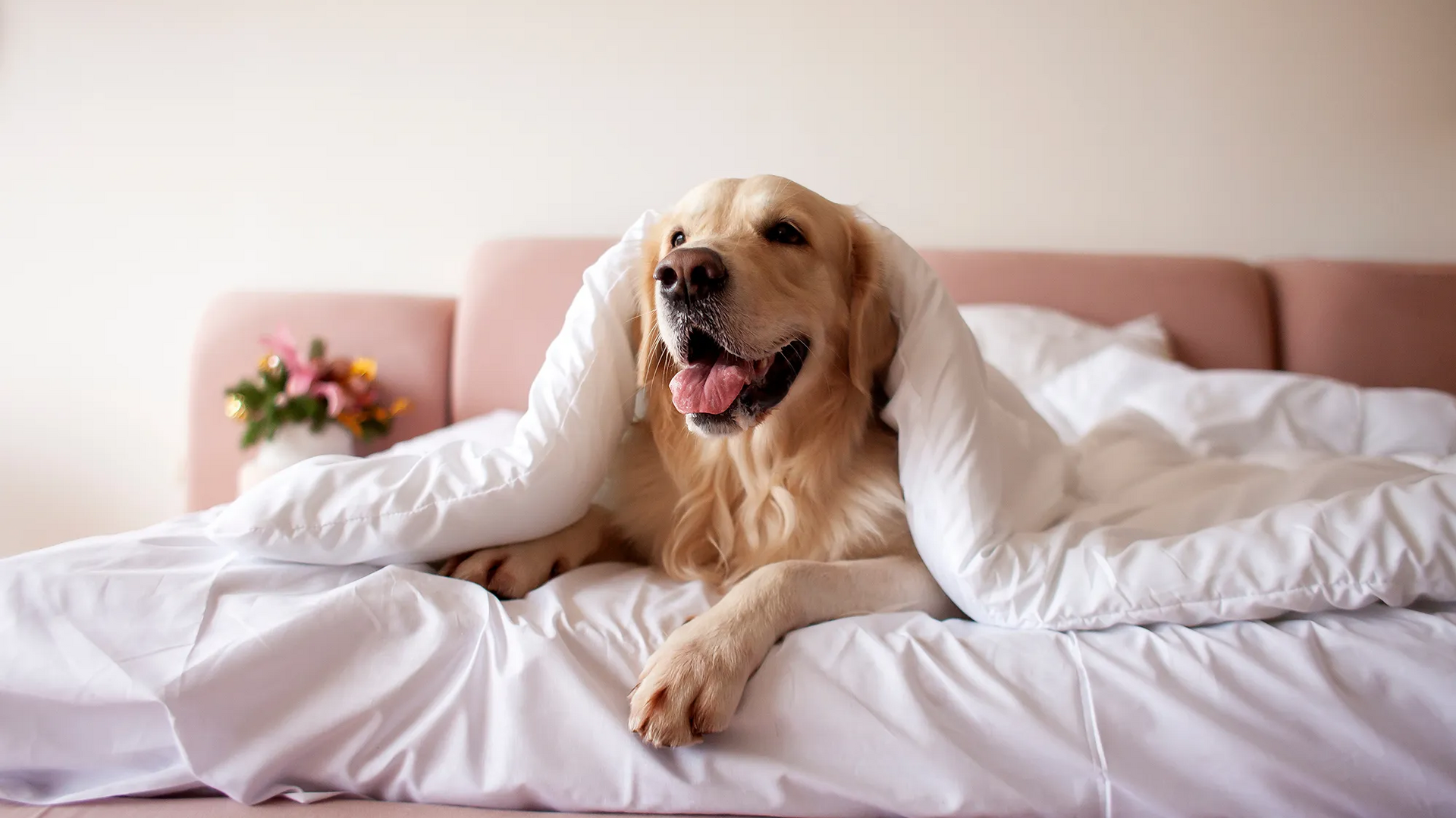 Ein glücklicher Golden Retriever entspannt im Bett unter der Decke Ein geselliger Golden Retriever liegt gemütlich unter einer Decke auf einem Bett, mit einem entspannten Ausdruck im Gesicht.
