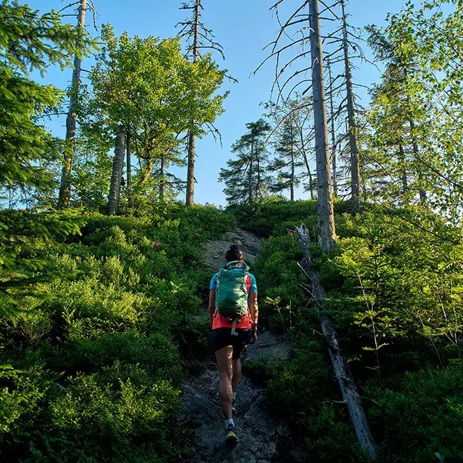 Wanderer auf einem Waldpfad Weit hinauf geht es für die Wandersfrau über den steilen, steinigen Pfad, umgeben von Waldfläche und Azzur-Himmel.