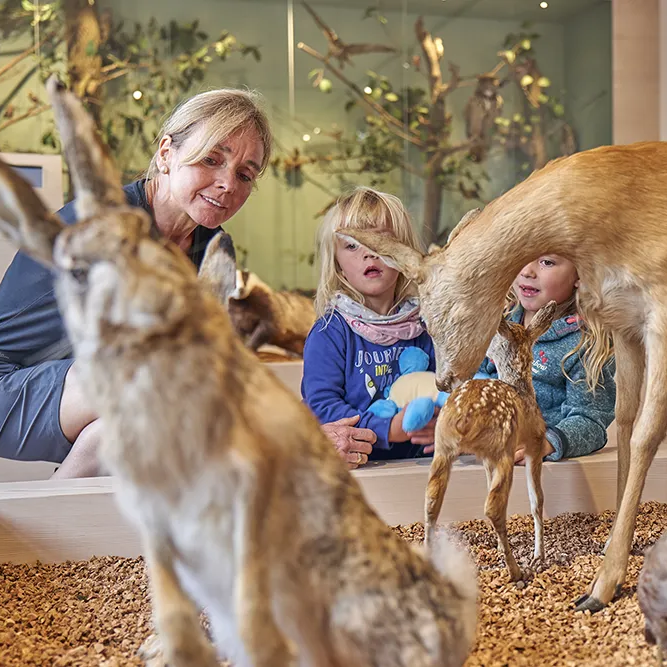 Kinder entdecken die Tierwelt in Zwiesel im Waldmuseum Eine Frau lächelt, während zwei Kinder die Tierpräparate von Reh und Hase in einem naturkundlichen Ausstellungsraum betrachten.