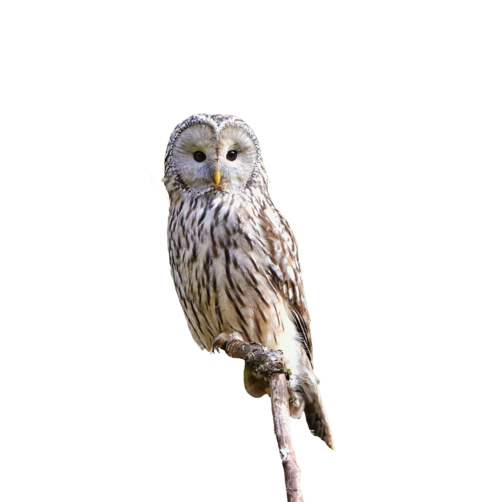 Majestätischer Habichtskauz mit geflecktem Gefieder Auf einem Ast thront stolz ein Habichtskauz, dessen sanfte Farben und auffällige Augen die Aufmerksamkeit auf sich ziehen, während er die Umgebung zu scannen scheint.