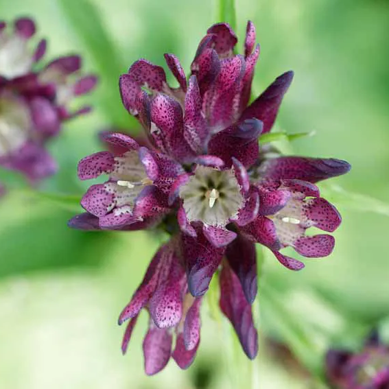Wunderschöne lila Blüten des ungarischen Enzian ungarischer Enzian im Nationalpark Bayerischer Wald