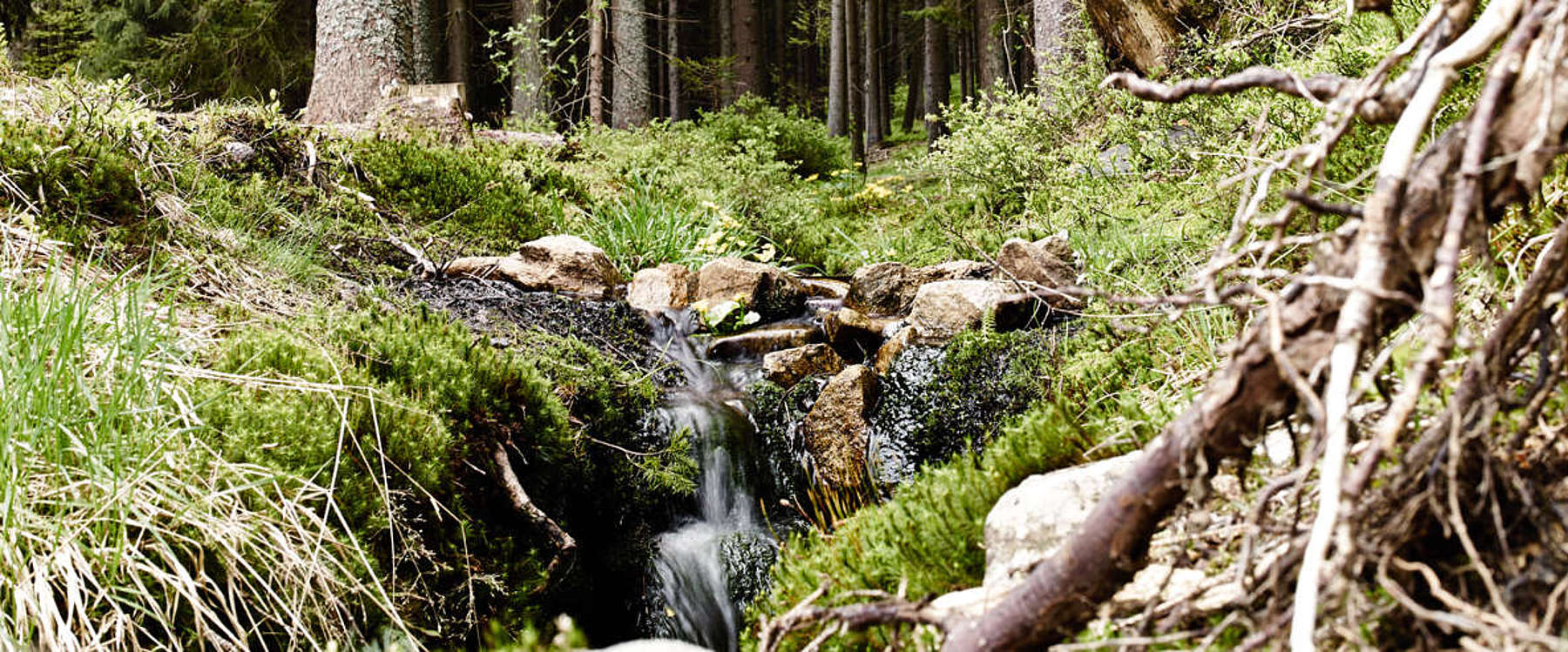 Frühling im Nationalpark Bayerischer Wald