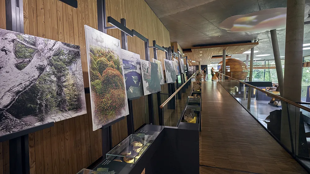 Besuchergang mit ausgetellten Bildern im Haus zur Wildnis in Ludwigsthal Gemäldeausstellung