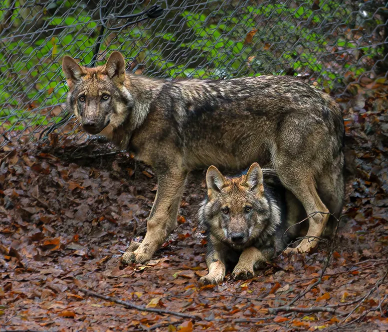 Zwei Wolfsrüden im Gehege bei Neuschönau: Ein Moment der Wachsamkeit Wölfe im Tierfreigelände
