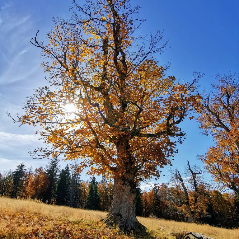 Laubbaum im Gegenlicht auf dem Lindberger Schachten im Herbst alte Buche auf Schachten